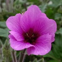 Syon Gardens (@syonparkgardens) 's Twitter Profile Photo Syon Gardens (@syonparkgardens) 's Twitter Profile Photo