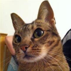 MyCatPhoebe's profile picture. Official Twitter account for Phoebe: The @Fallout_Fox #cat who has a smart answer for everything. Loves plastic bags, eating strawberry plants and East Enders.