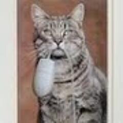 loonybincat's profile picture. 