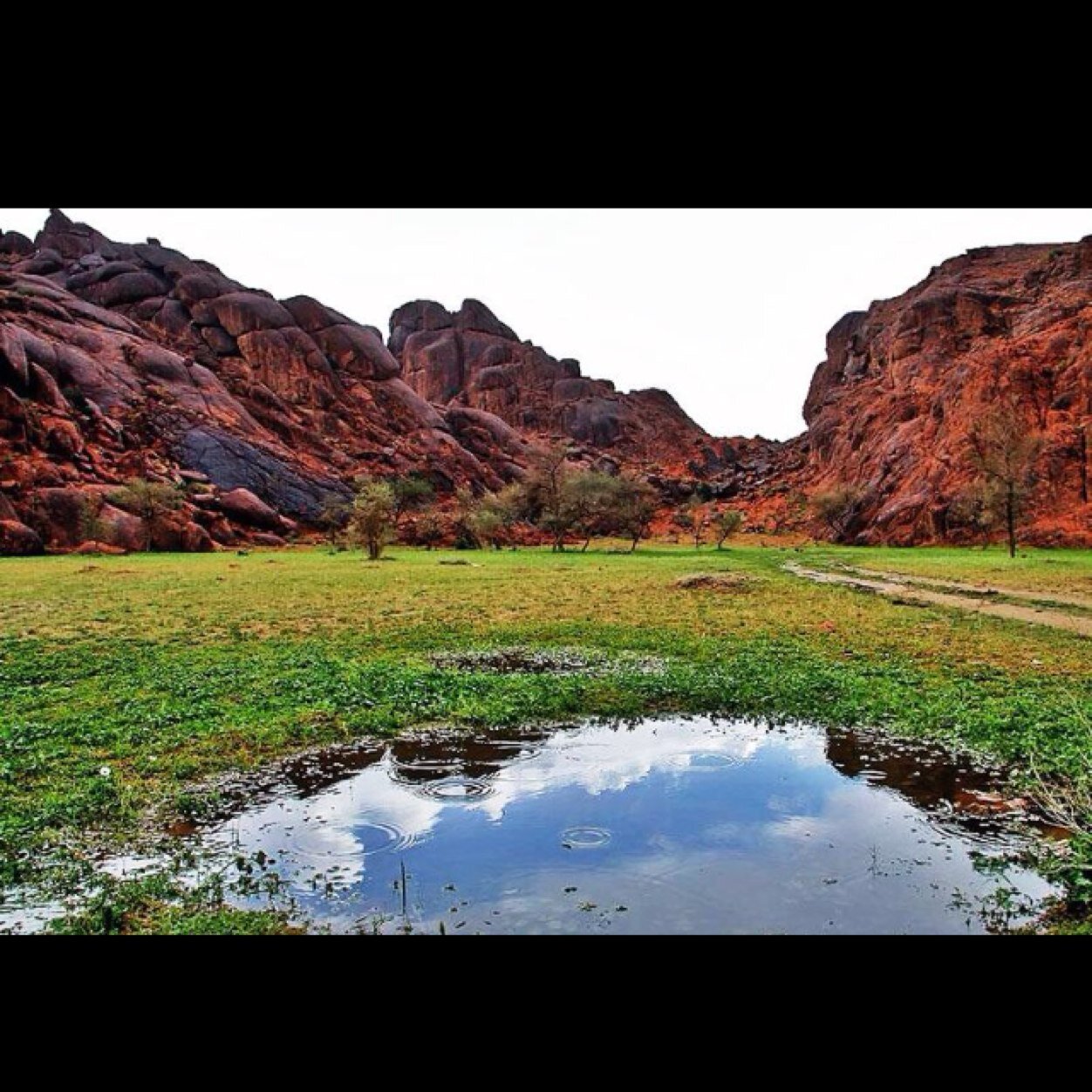 الحساب الرسمي  لقبيلة الجري من اليحيا من عبده من #شمر في #حائل، والوطن العربي. #المعايا تاريخ مشرّف وفرسان، وجيل واعد.