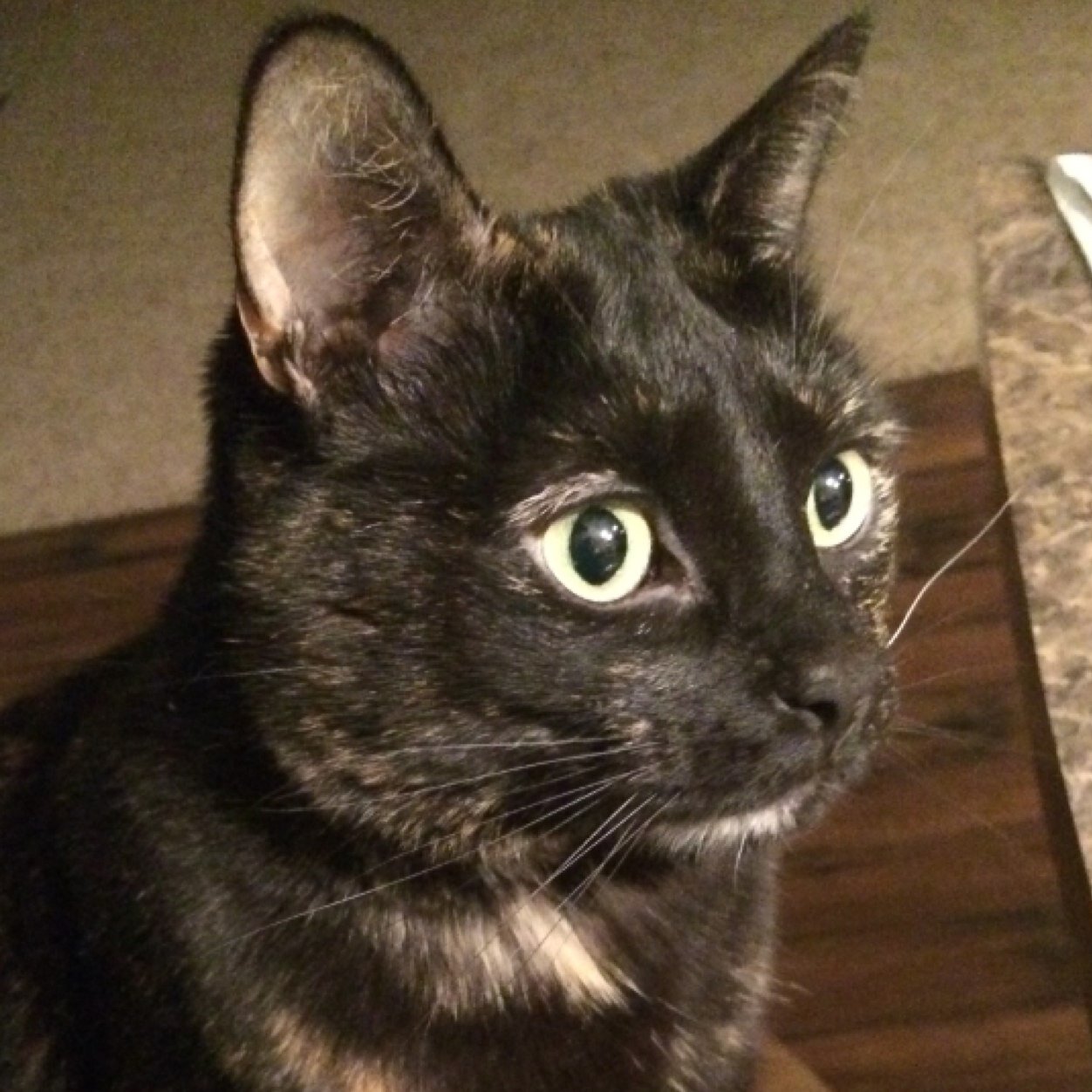 LauraMarie510's profile picture. My Twitter is everywhere just like my thoughts😜 I like to tweet about reality TV and throw a political tweet in here and there, oops!🤭