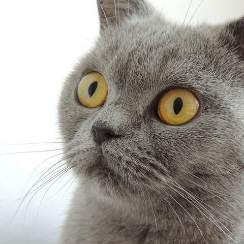 美猫の画像あつめました！！猫好きはリツイート！思わずこころのなかで「ニャーン」と言ったらリツイート！