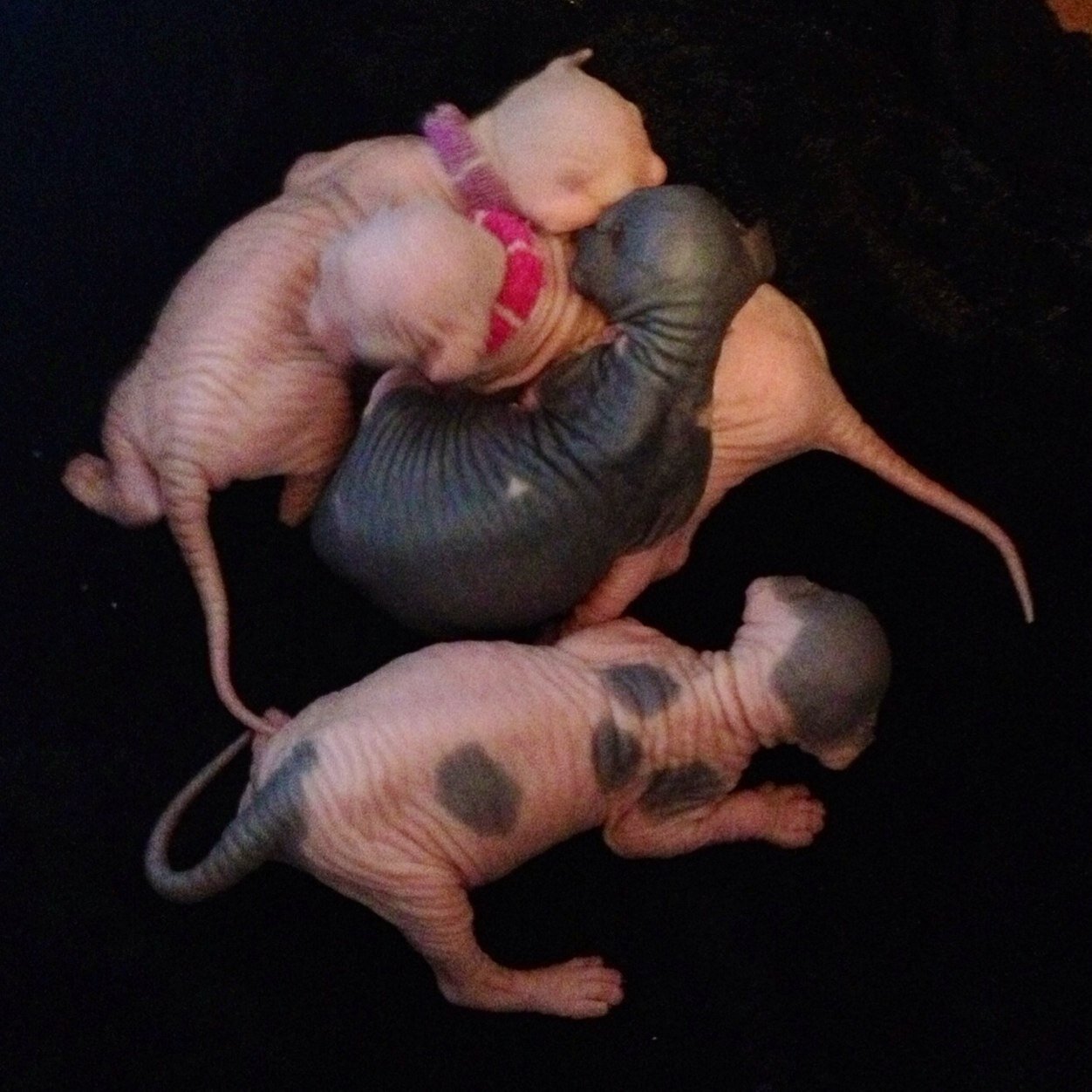NakedAndFamousSphynx