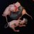 NAndFSphynx's profile image