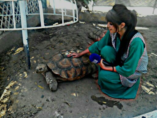 SarwaniKhan's profile picture. from pakistan and work student.