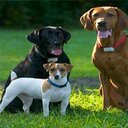 bill drew - @DogGuardFence - Twitter