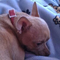 Jeanne Brattin (@f2d2533d568f4cc) 's Twitter Profile