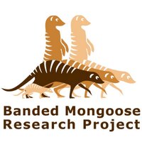 Mongoose Project (@mongooseproject) Twitter profile photo
