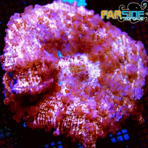 Farside Tropicals specializes in the acquisition, care & distribution of the rarest Atlantic fish, corals, & invertebrates found off the east coast of Fl.