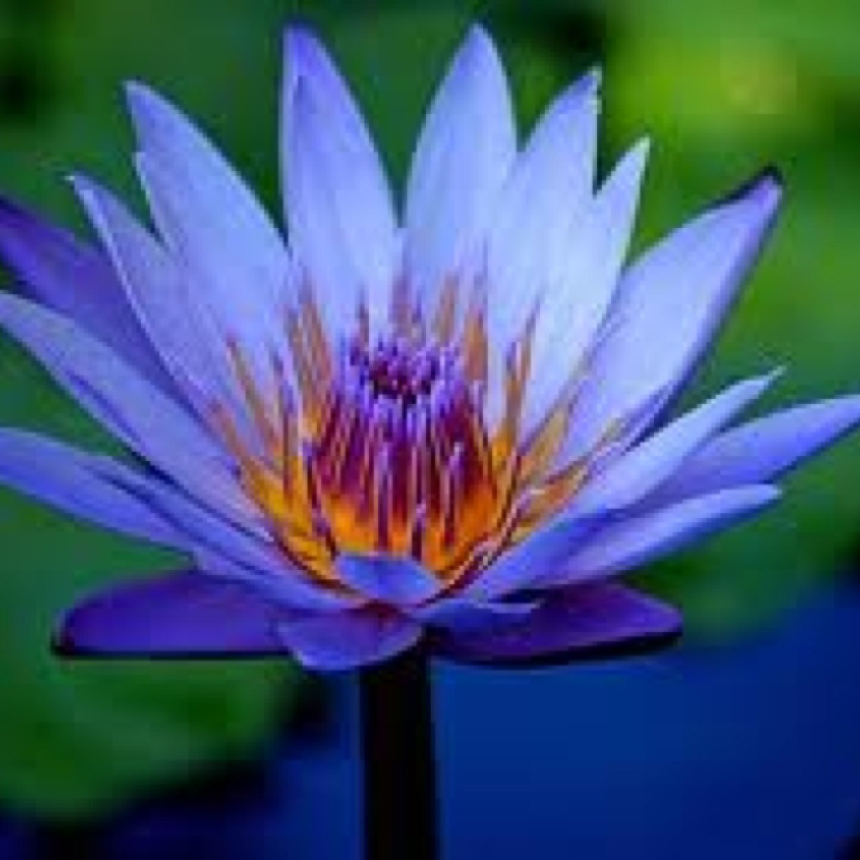 JenGiven_hbhs's profile picture. 