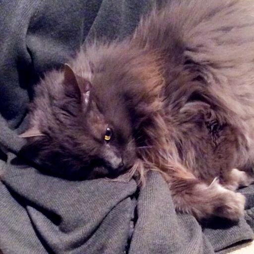 FirstieDad15's profile picture. 