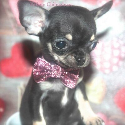 Tiffany chihuahua puppies 2025 for sale