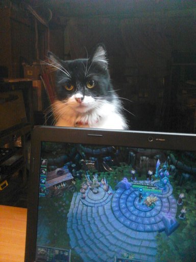 Me gusta jugar videojuegos retro, arcades y consolas caseras. Jugar lol, hs, entre otros