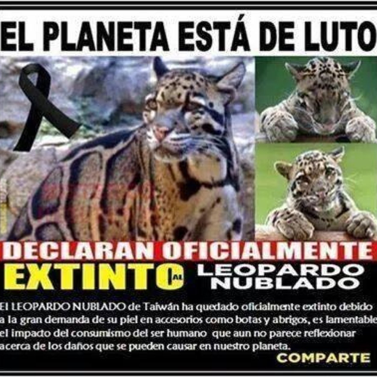 LaurentLombana's profile picture. 