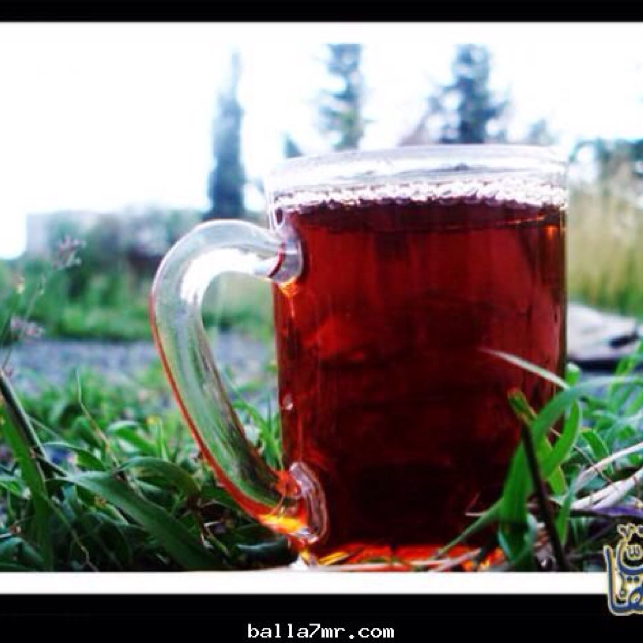 Byalh6363's profile picture. من حبي لشاهي وادماني عليه اخترت البياله رمز لحبي