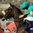 Rapido462's profile image