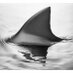 quoteshark (@askquoteshark) Twitter profile photo