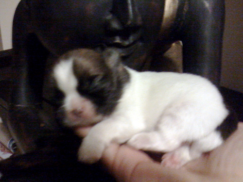 yahcikamibe's profile picture. 