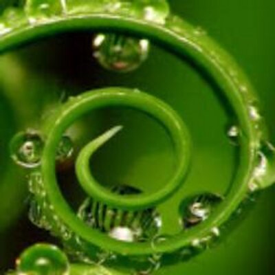 jjscegligreen's profile image