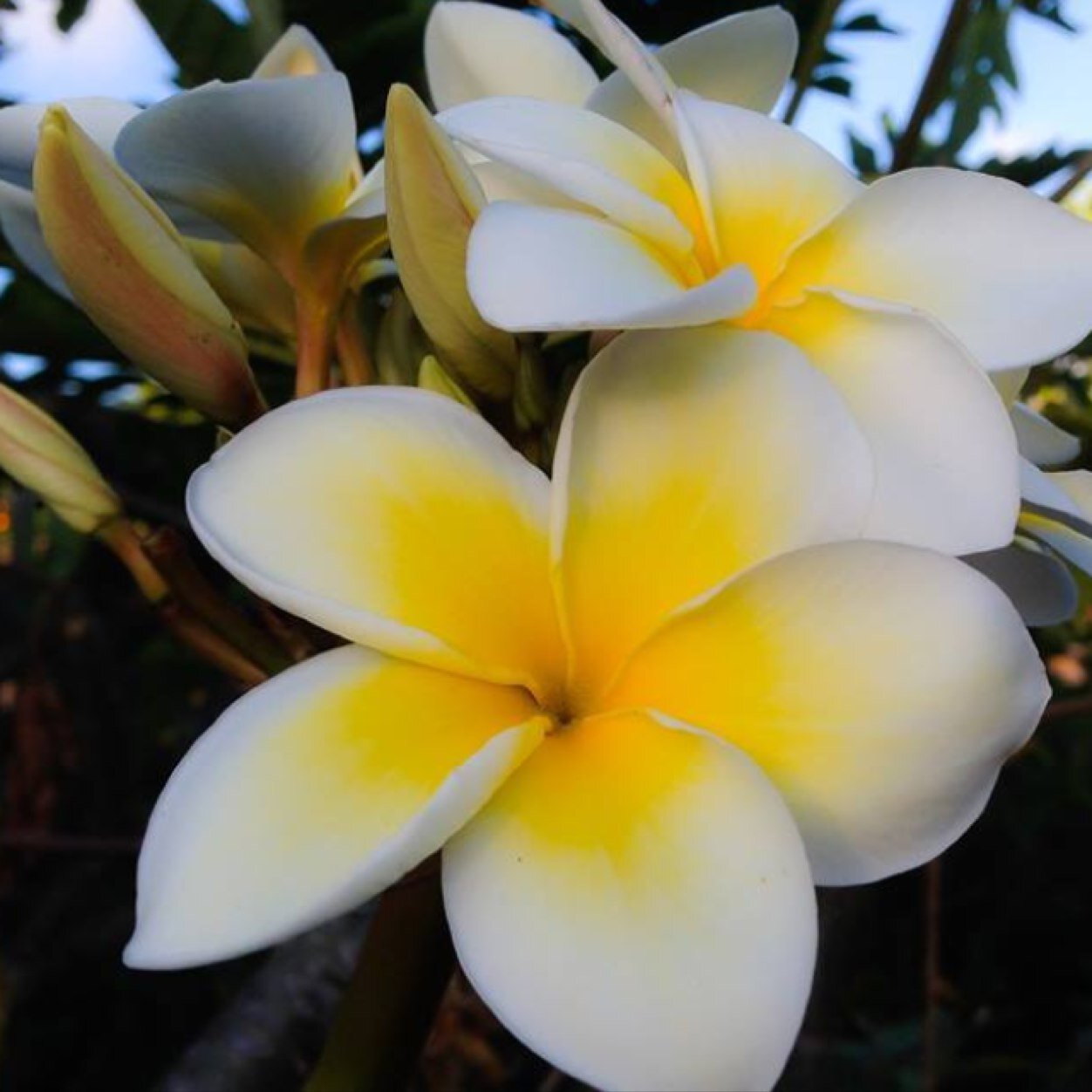 vanainelson's profile picture. love animals, nature...extreme fan of #canucks and @strombone1