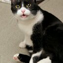 猫島 (@00104904) Twitter