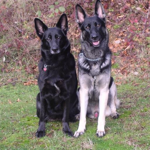 I train dogs  have a business  makes nite glow products  keep you your children and dogs safe
Check it out  site is still under const soon all  pets needs.