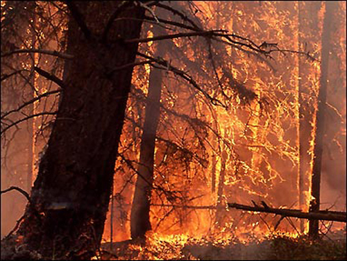 OregonFires's profile picture. 