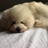 Alfred chua - @DoggieHobby Twitter Profile Photo