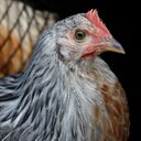 luca pozzi - @pozzilu - Twitter