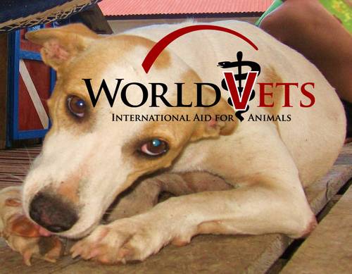 World Vets is a 501c3 nonprofit that provides free veterinary aid all over the world. Volunteers needed! Join us at http://t.co/RNJnAsH0Vf