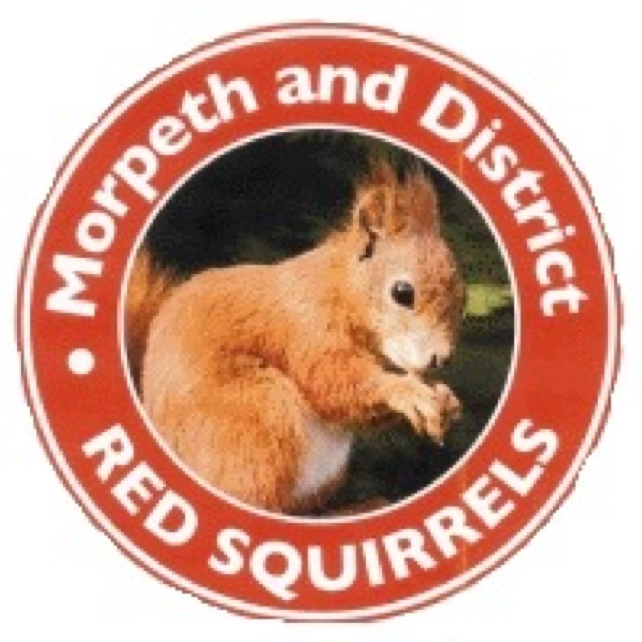 Morpeth and District Red Squirrels - standing up for our native reds in the Morpeth area. Submit your sightings here. Tweets by @CommonByNature.