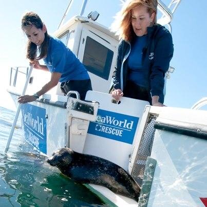 Follow our Animal Rescue Team as they help marine mammals, sea turtles, and birds in need.