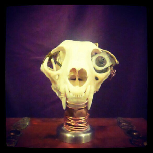 SiffGallery's profile picture. Steampunk Skull Sculptures by--bringing animals back to life and better than ever.