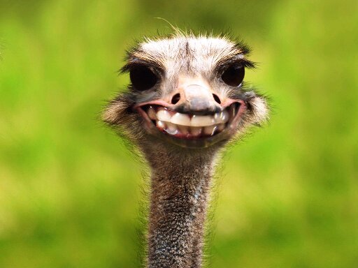 awsomemanyesyes's profile picture. if you follow me ill follow you so please follow also tell a friend or follower to follow me