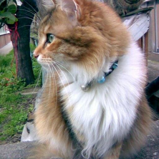 sedmca's profile picture. Yaramazlık yapan farelerin kulaklarını çekerim.Böcükleri yirim.*Kedi mühendisi**Siyaset yapacaklar,siyaset meydanına lütfen.*