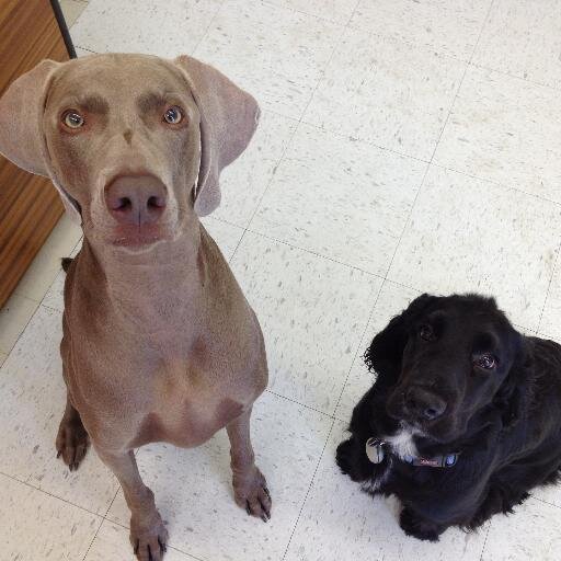 Belmont Veterinary Services is a small animal veterinary clinic serving Belmont, Aylmer, Dorchester, Nilestown, London and all surrounding areas!
ON, Canada