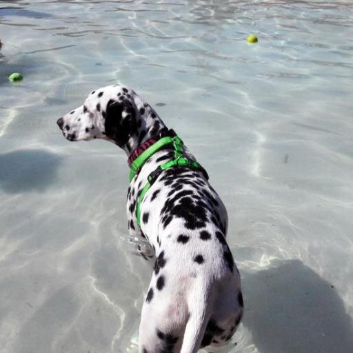 Dedicated to finding homes for abused and abandoned Dalmatians
