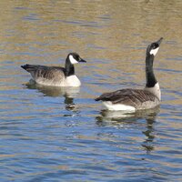 kevin griffiths (@proprietoreview) 's Twitter Profile Photo