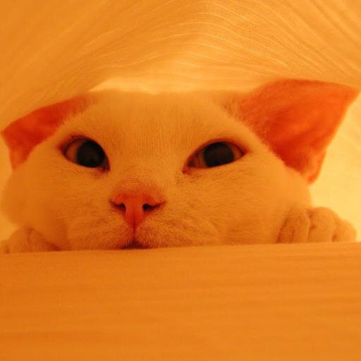 subdigit Profile Picture