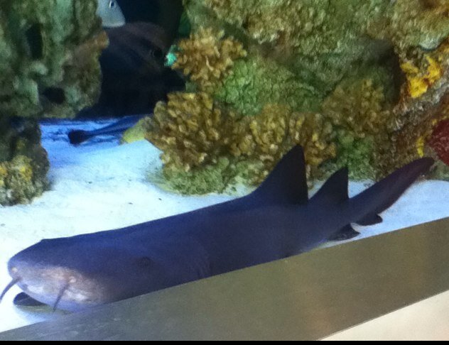 MarkYusmeli32's profile picture. 