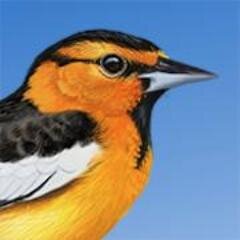 iBird is the world's best selling field guide app. Please visit us at http://t.co/HzJQFxPmkG.