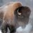 bisonagr's profile image