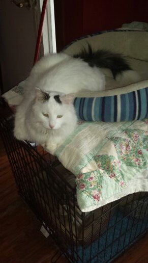 lihuff6's profile picture. 