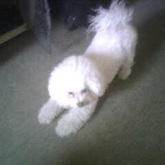 RN, Dog lover, Conservative, Reagan #TGDN  Follow back conservatives &libertarians Trump is our President No DMs