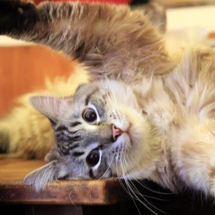 drjackiet's profile picture. Rational progressive health care consultant protecting the least of us; writer; compliance/risk mitigation expert, speech pathologist;  tired of hate #resist