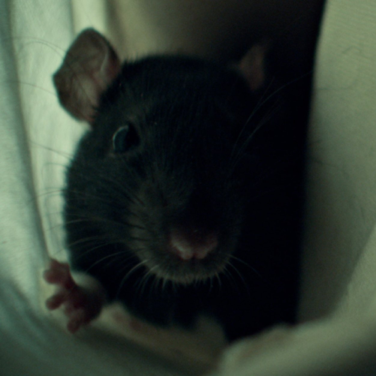 Prison rat. Best pal to Peter Bernardone. Loves food, pats, and love.