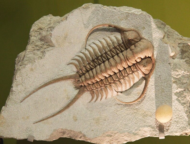 RealTrilobite's profile picture. LITERALLY A REAL TRILOBITE HERE