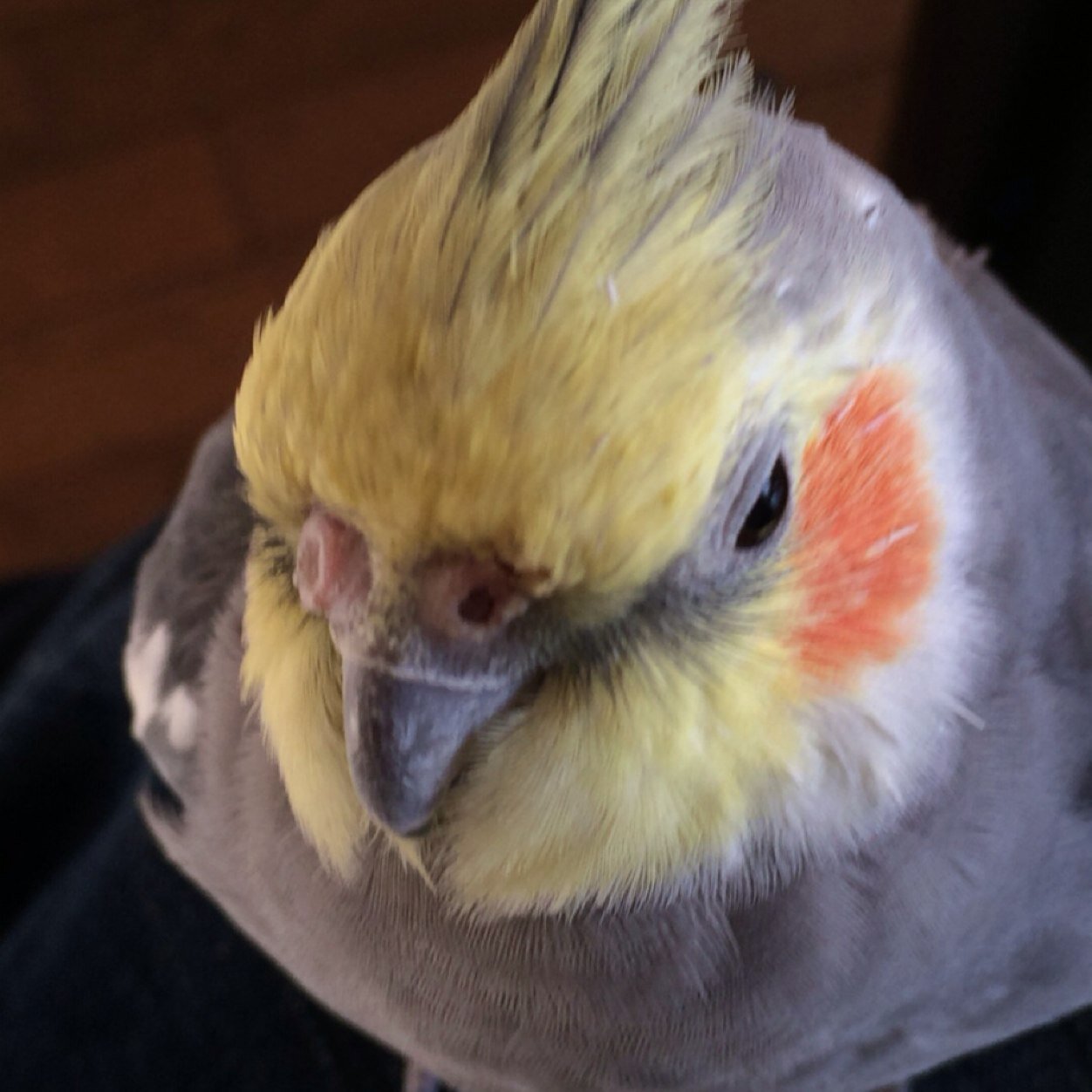 nxos's profile picture. 