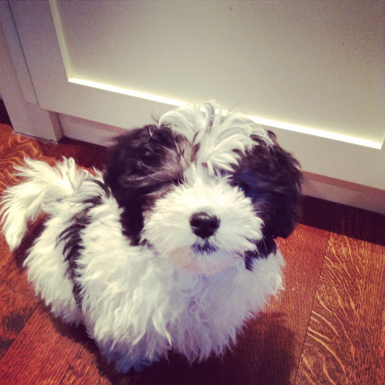 I am a Dog: coton de tulear / poodle or coton poo.
Adopted at 9 weeks. Broke my leg at 20 weeks. Walker, traveller, diner.
This is my story.