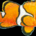 Clown Fishes (@clownfishes) Twitter profile photo